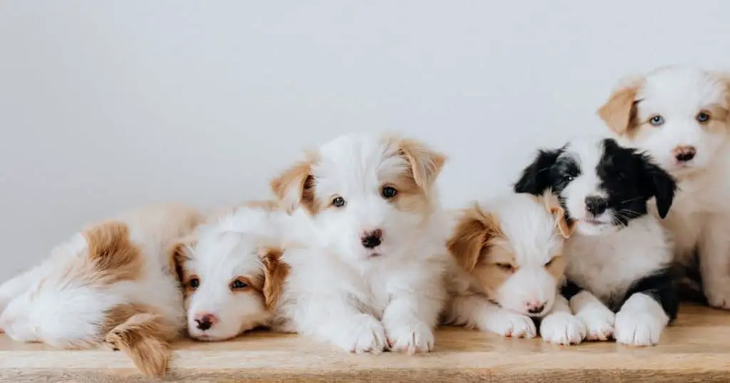 Color Variations - Small White Fluffy Dogs