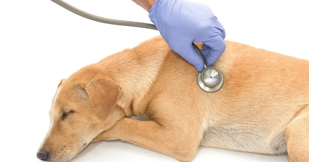 Common Causes of Dog Diarrhea After Grooming - Dog Diarrhea After Grooming