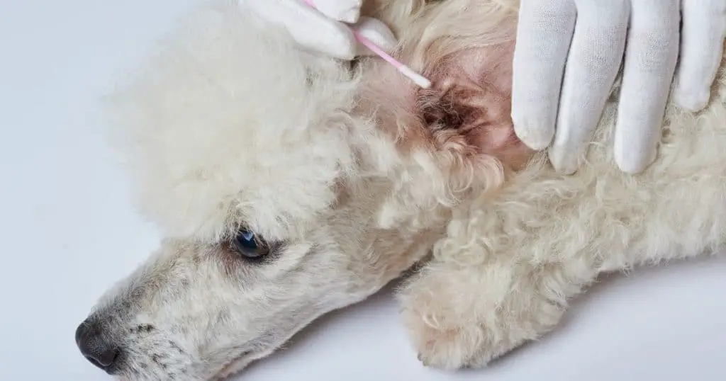 Common Health Issues in Poodles - Poodle Health Issues