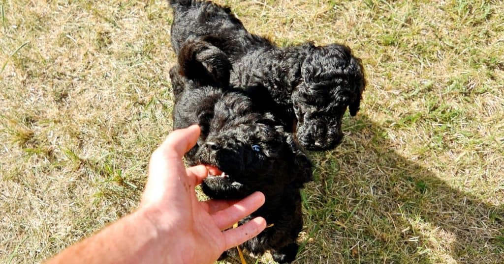 Common Poodle Behavior Problems - Poodle Behavior Problems