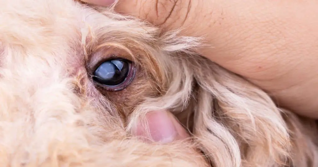 Common Symptoms of Eye Infections - Poodle Eye Infections