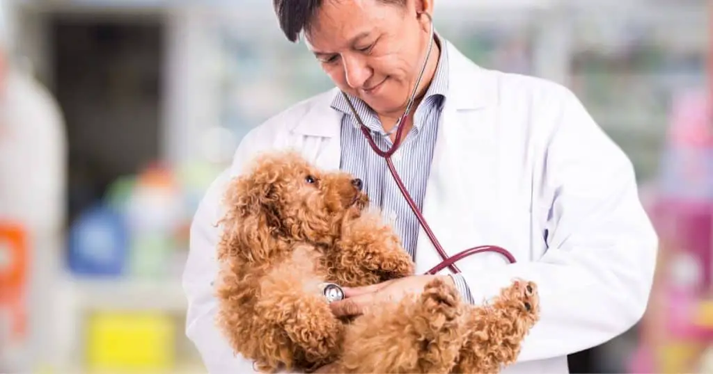 Consulting a Veterinary Behaviorist - Poodle Fear and Stress
