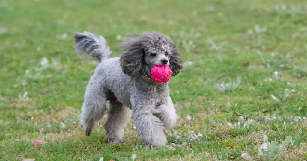 Coping Mechanisms for Poodles - Poodle Separation Anxiety