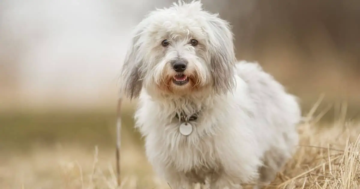 Coton de Tulear 10 Adorable Facts About This Fluffy Dog Breed