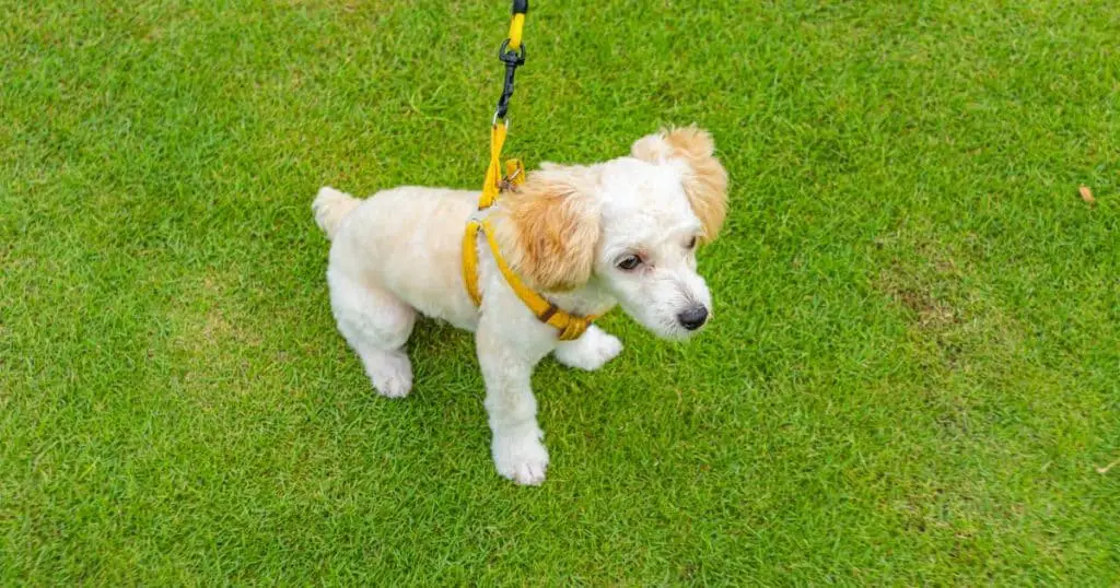 Crate and Leash Training - How to Train A Poodle Puppy