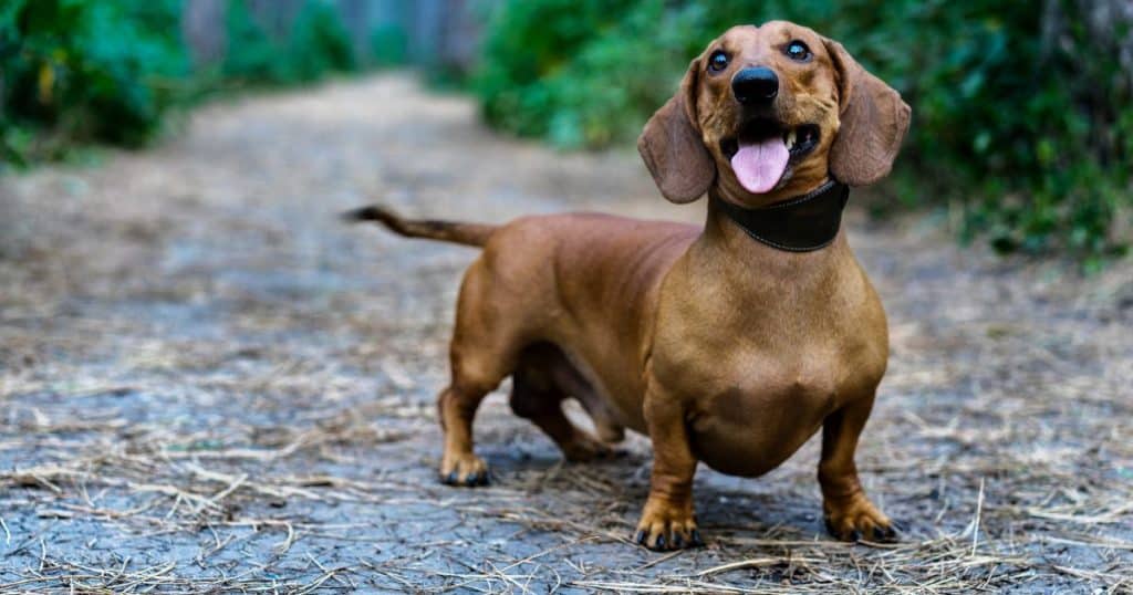 Dachshund - Dog Breed Grooming Charts