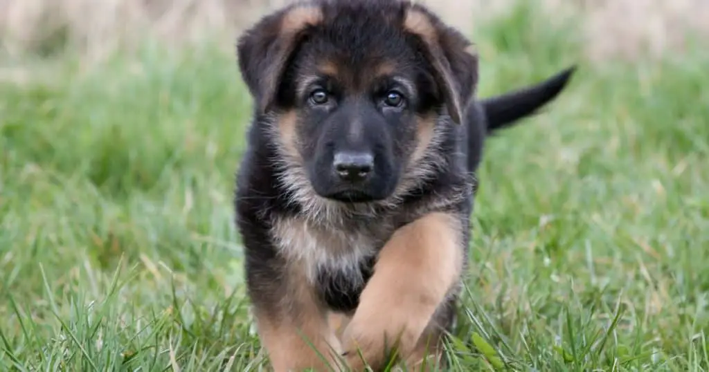 Dealing with Potential Challenges - How to Train a German Shepherd Puppy