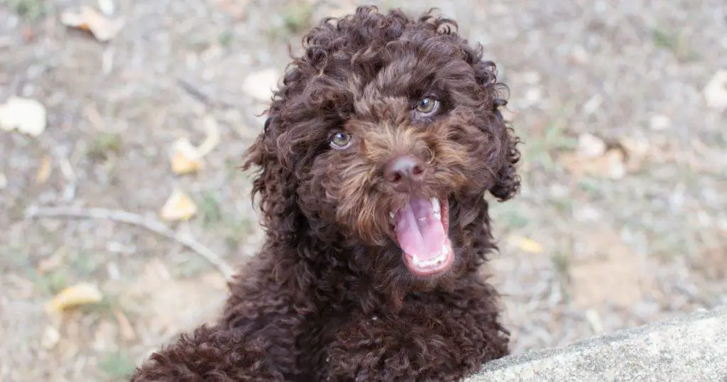 Dealing with Potential Issues - How to Train A Poodle Puppy