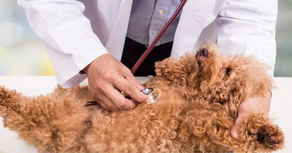 Diagnosing Eye Infections - Poodle Eye Infections