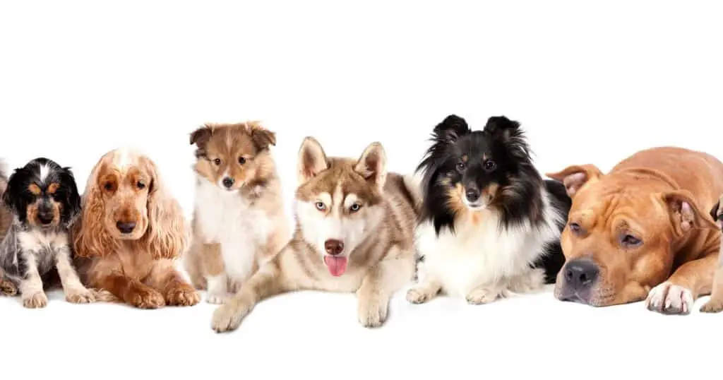 Dog Breed Grooming Charts and Guides