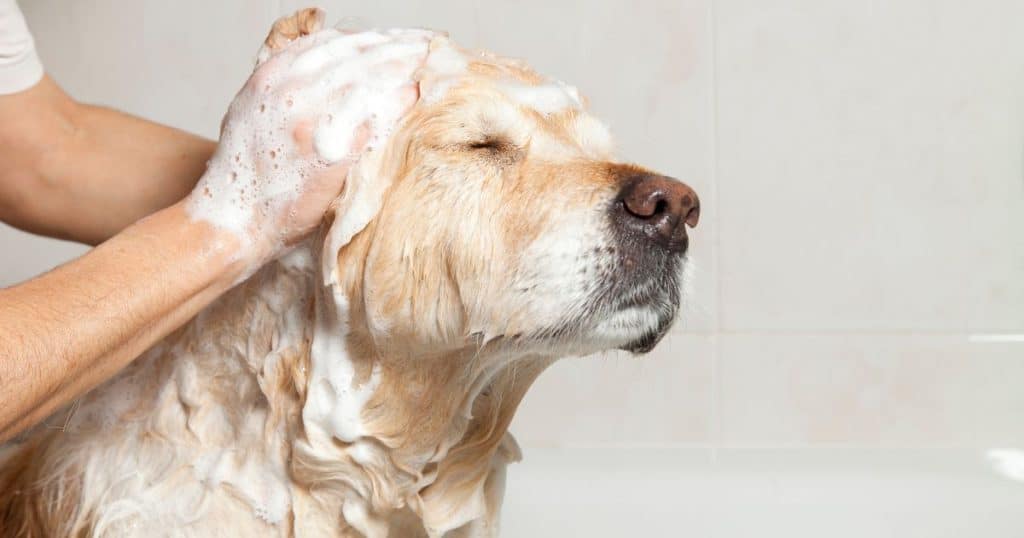 Dog Grooming Process Breakdown - How Long Does Dog Grooming Take
