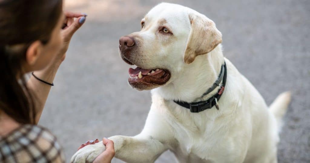 Dog Training - Basic E-collar Troubleshooting Steps