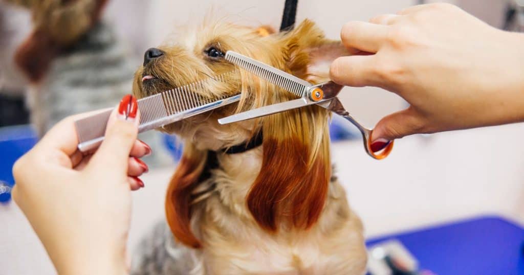 Essential Types of Dog Grooming Scissors