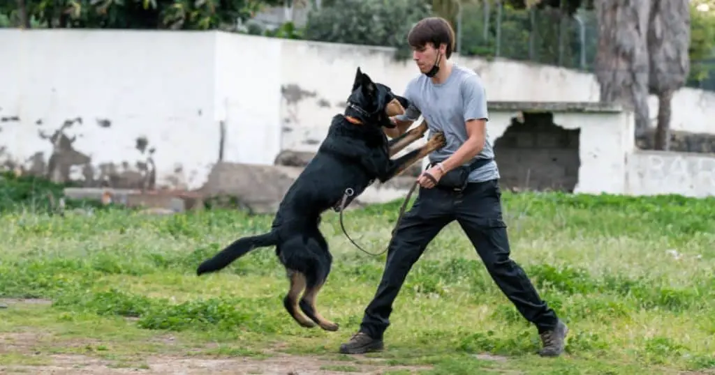 Establishing Leadership and Bond - How to Train a German Shepherd Puppy