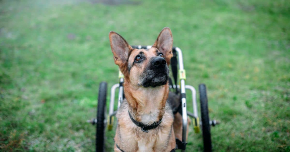 Everything You Need to Know About Caring for A Disabled Dog