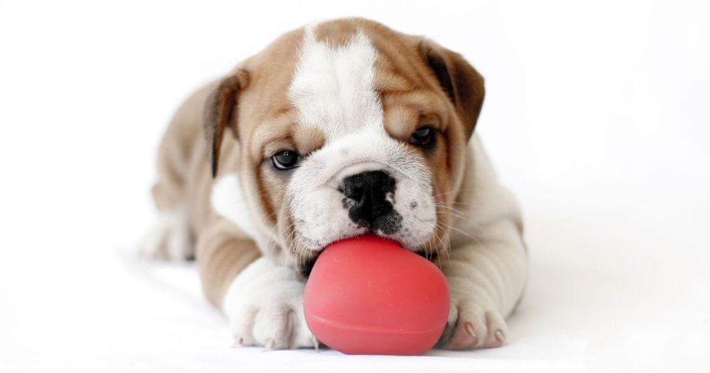 Exercise and Mental Stimulation - How to Train a Bulldog Puppy
