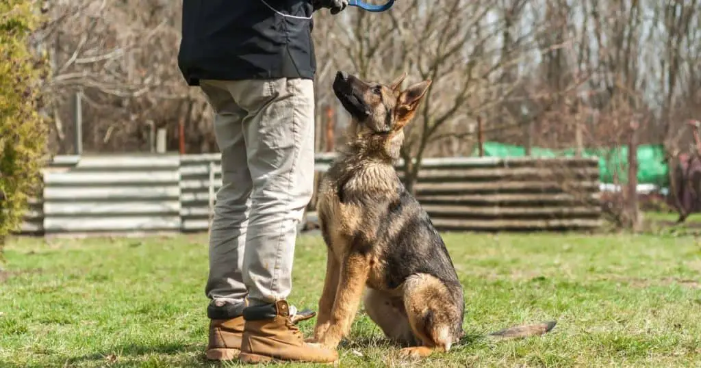 Exercise and Mental Stimulation - How to Train a German Shepherd Puppy