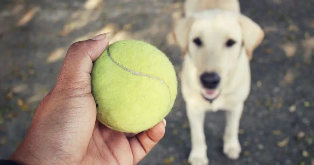 Exercise and Playtime - How to Train a Labrador Retriever Puppy
