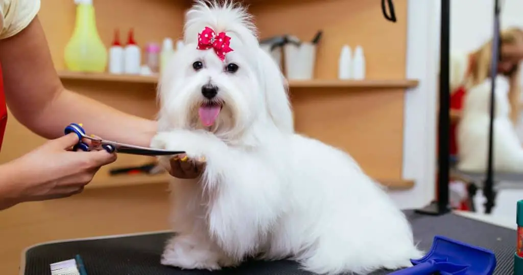 Factors Influencing Grooming Duration - How Long Does Dog Grooming Take