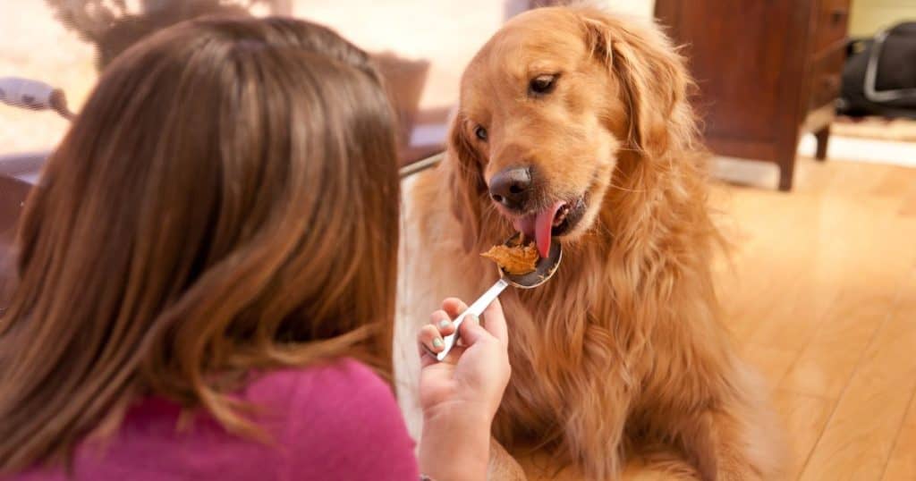 Feeding Guidelines for Different Life Stages - Health and Nutrition Tips for Fluffy Dogs