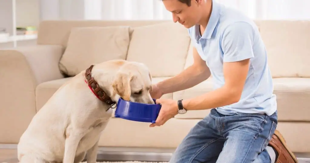 Feeding Tips for Dog Owners - Health and Nutrition Tips for Fluffy Dogs
