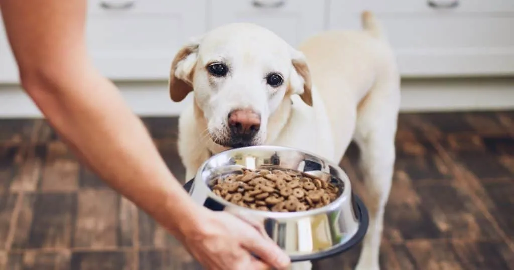 Caring for Your Fluffy Dog: 10 Tips for a Healthy and Happy Pup 5 Feeding and Health Care - Caring for Your Fluffy Dog