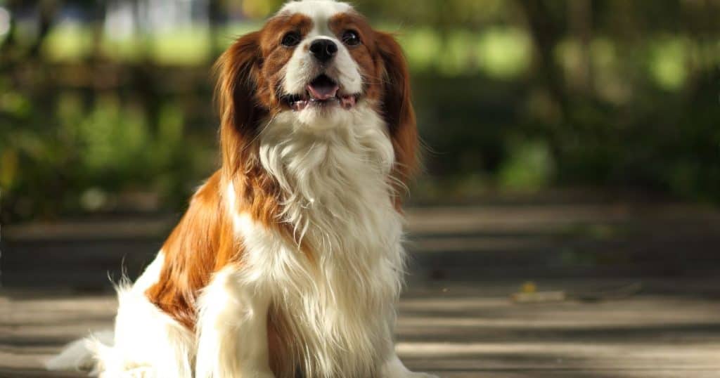 Fluffy Dogs as Therapy Dogs - Guide to Fluffy Dog Breeds