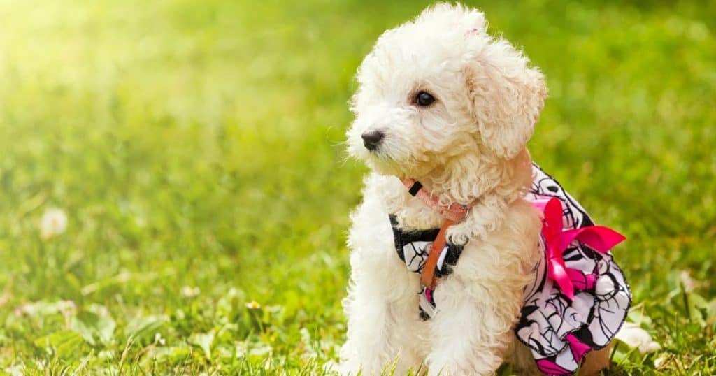 Gender and Age Factors - Are Poodle Aggressive Behavior