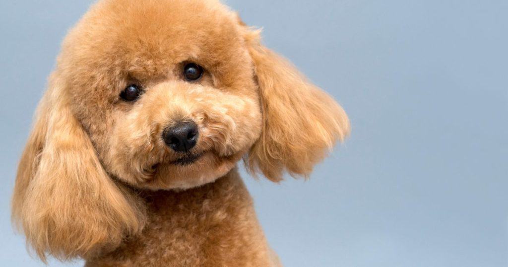 Genetic Factors and Breeds Affected - Poodle Sebaceous Adenitis