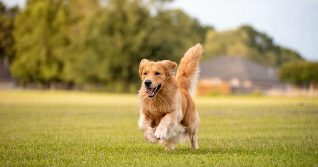 Golden Retriever - Dog Breed Grooming Charts