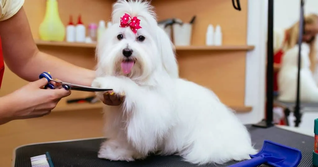 Caring for Your Fluffy Dog: 10 Tips for a Healthy and Happy Pup 4 Grooming Essentials for Fluffy Dogs - Caring for Your Fluffy Dog