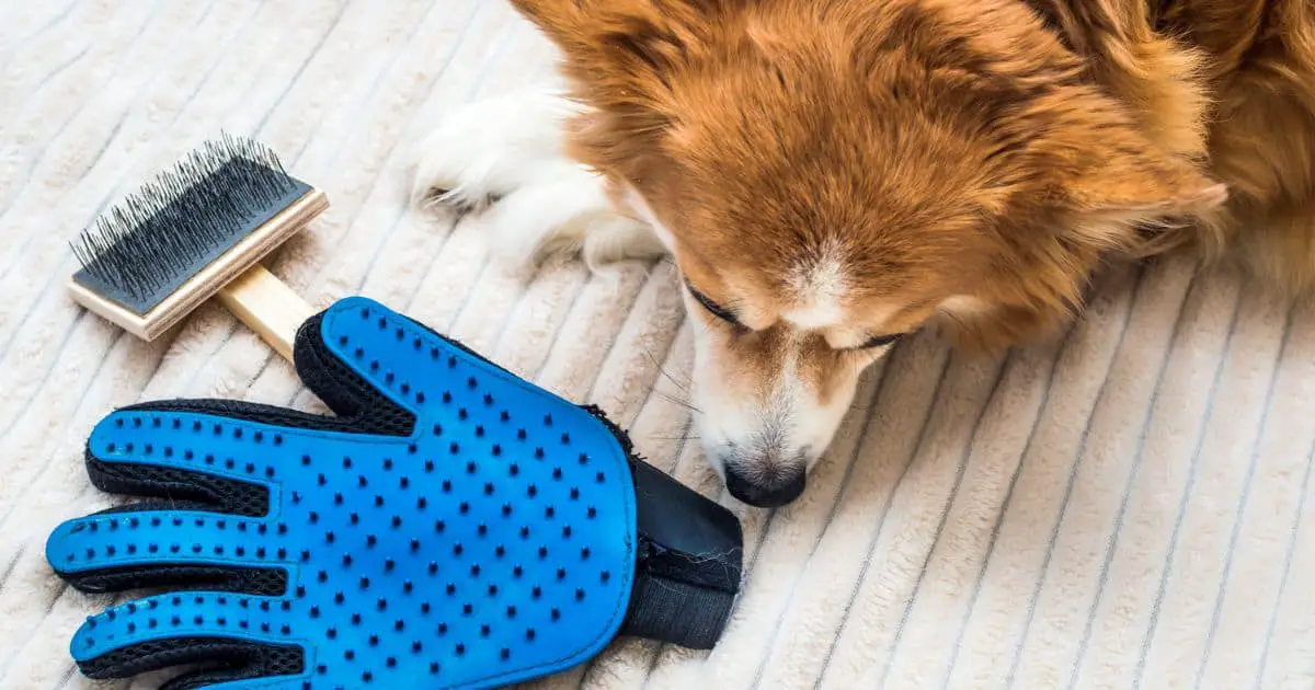 Grooming Glove for Short Hair Dogs: Efficient and Gentle Solution