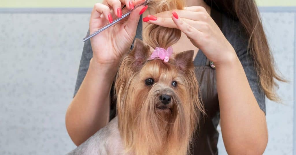 Grooming Needs of Fluffy Dogs - Why Fluffy Dogs Make Great Family Pets