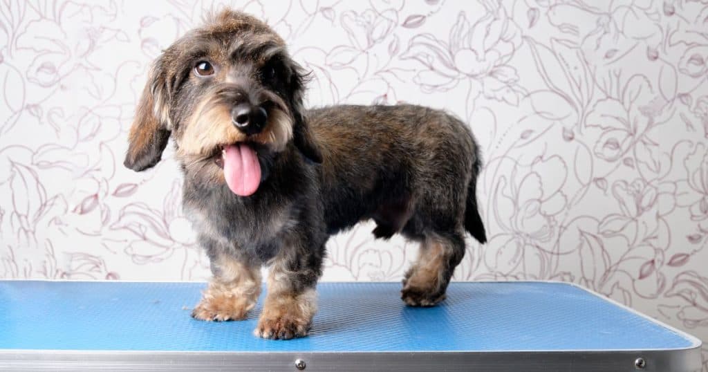 Grooming Techniques - Wire Hair Dog Grooming