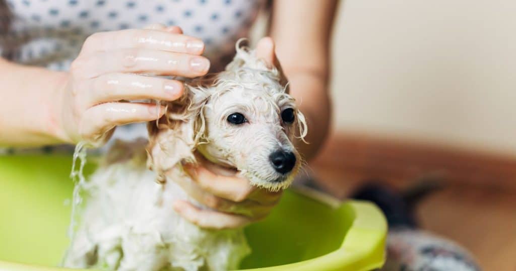 Grooming Tips for Poodle Mixes - Poodle Mix Grooming Styles