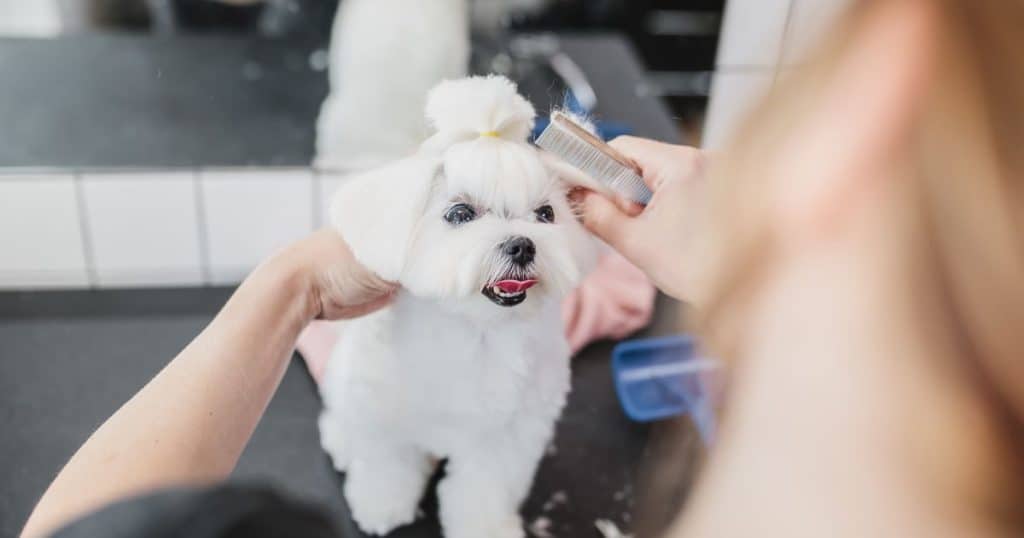 Grooming and Care - Small White Fluffy Dogs