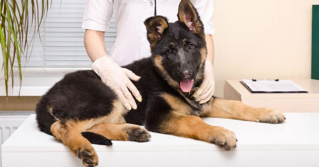 Grooming and Health Care Tips - How to Train a German Shepherd Puppy