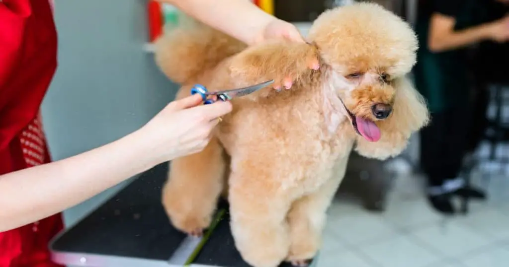 Grooming and Stress in Poodles - Poodle Fear and Stress