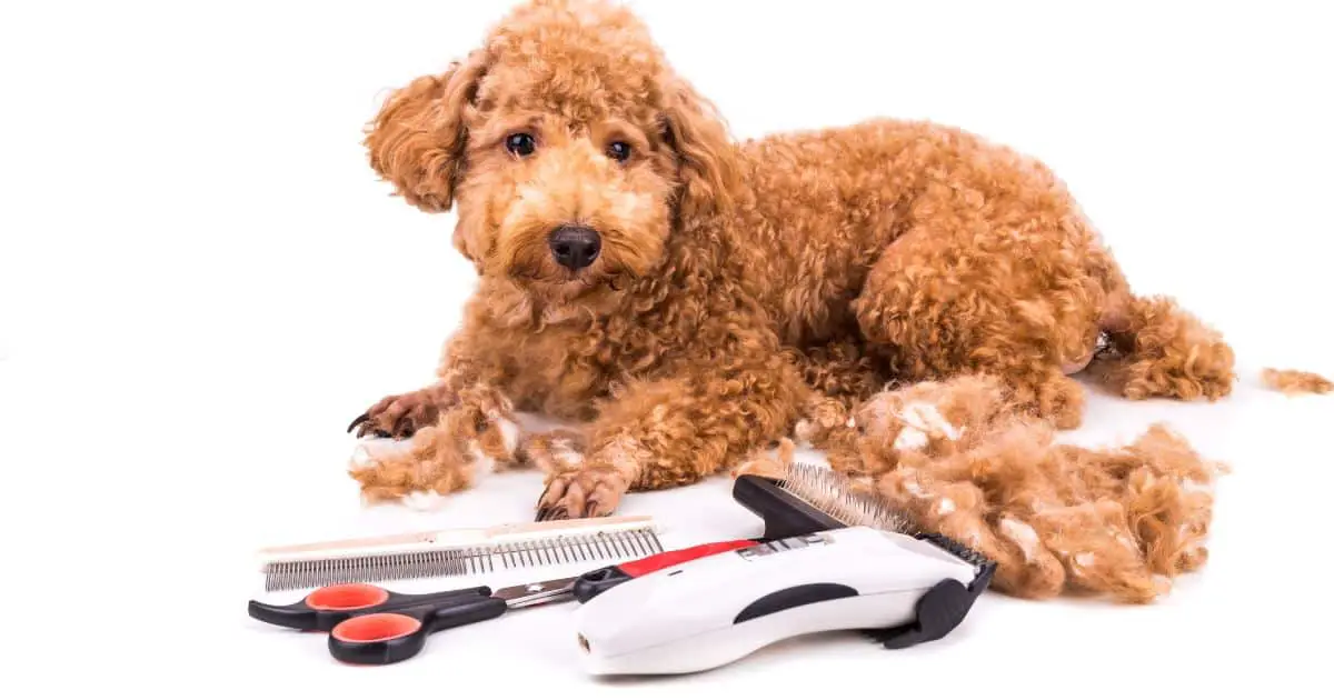 Hair Length Dog Grooming Blade Chart: A Professional Best Guide