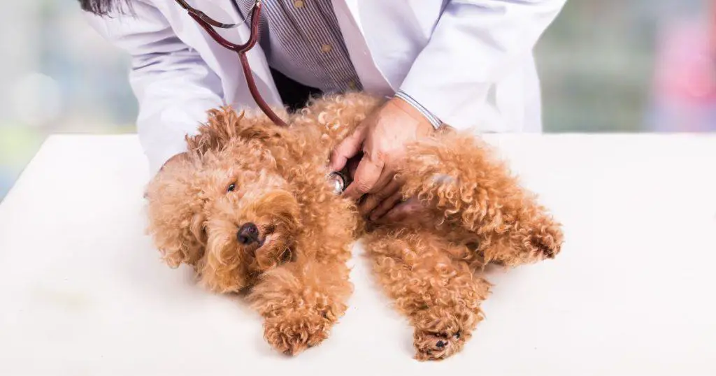 Health Checks and Regular Care - Poodle Biting and Chewing