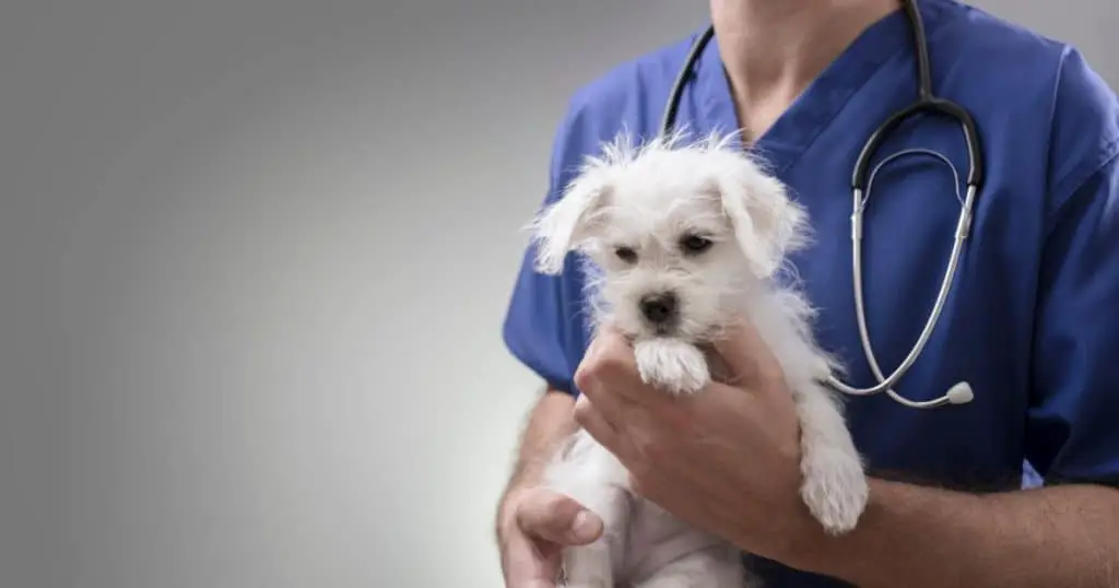 Health Considerations - Small White Fluffy Dogs