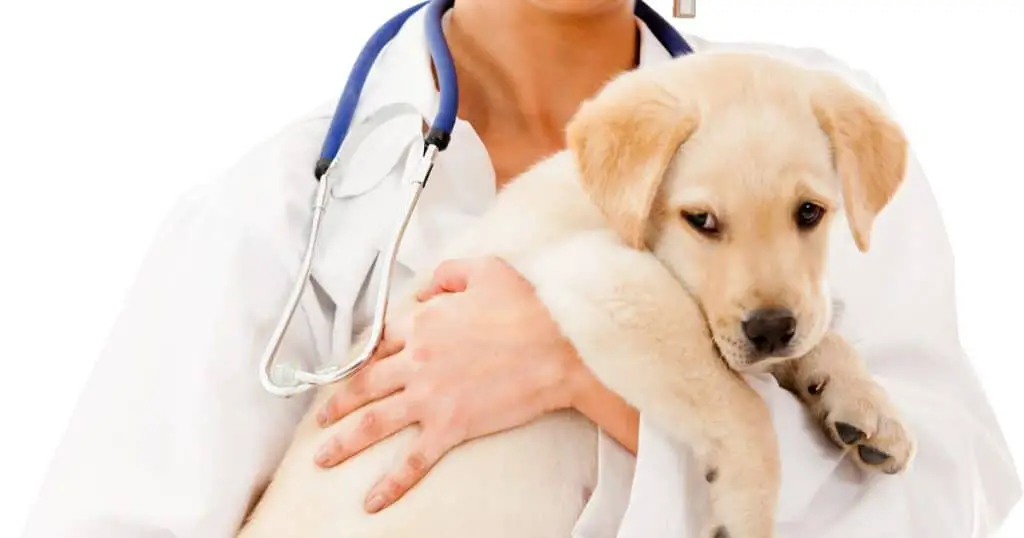 Health and Grooming - How to Train a Labrador Retriever Puppy