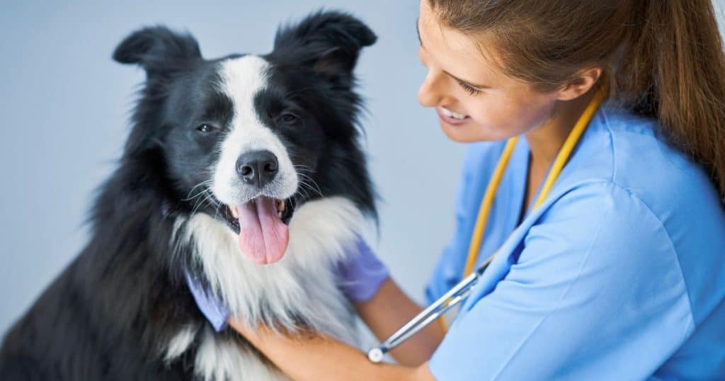 Health and Nutrition Tips for Fluffy Dogs