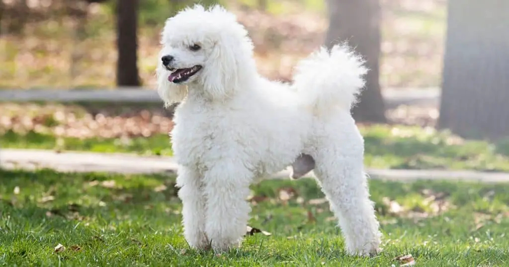 Historical Background of Poodles - Can Poodle Swim