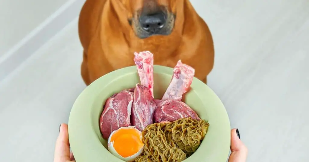 Homemade Dog Food Pros and Cons - Health and Nutrition Tips for Fluffy Dogs
