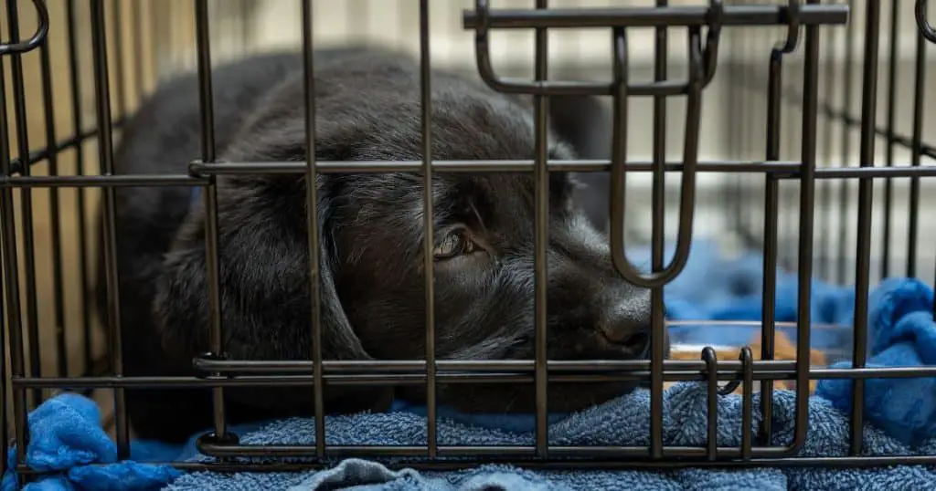 House and Crate Training - How to Train a Labrador Retriever Puppy