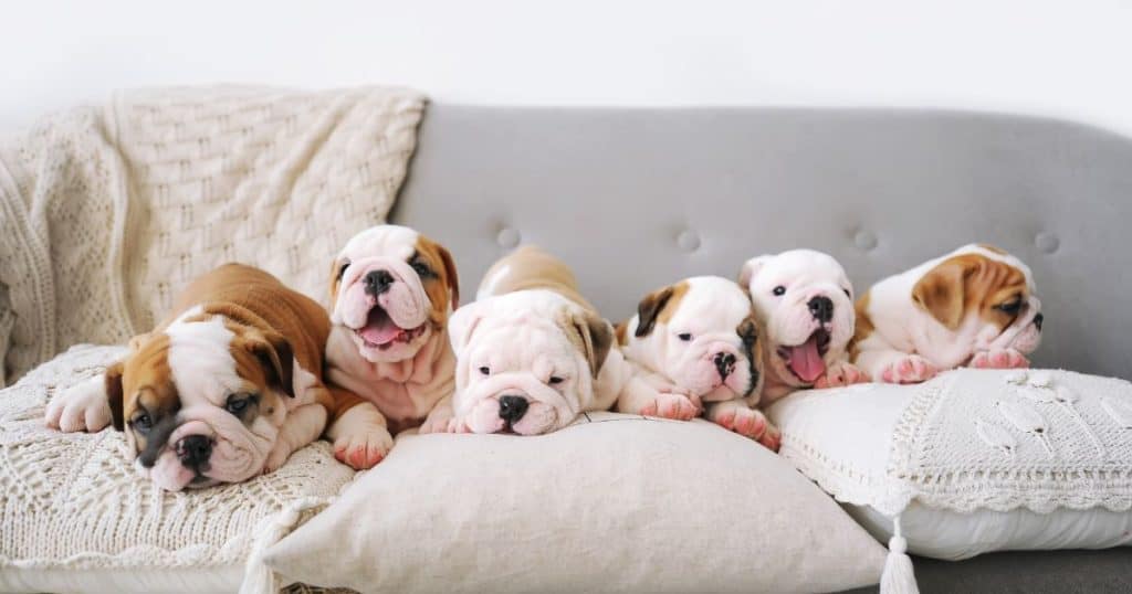 House and Potty Training - How to Train a Bulldog Puppy