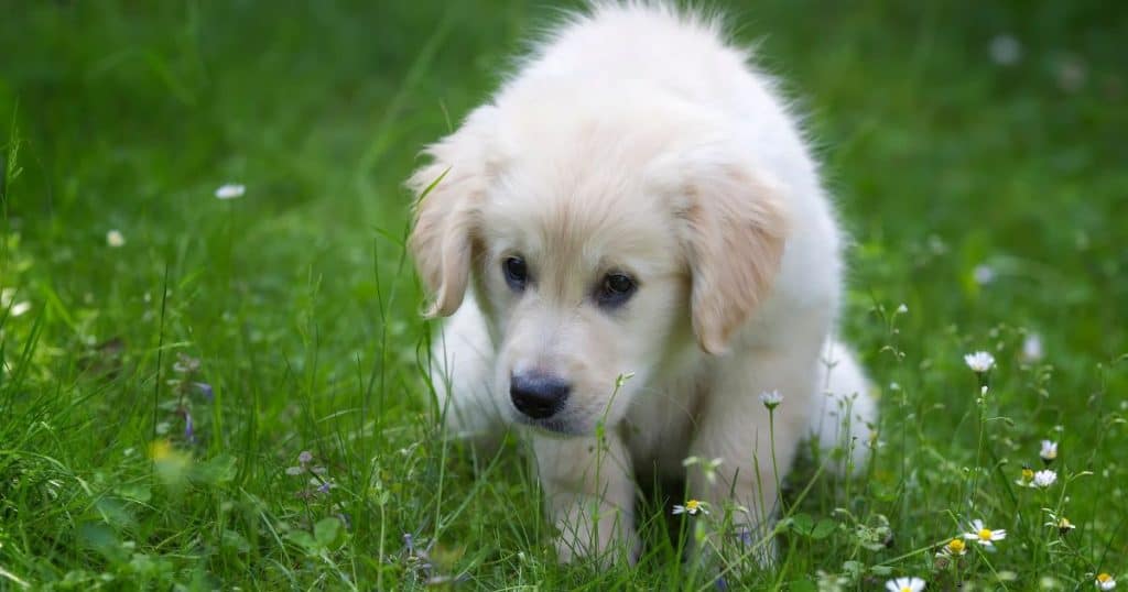 House and Potty Training - How to Train a Golden Retriever Puppy