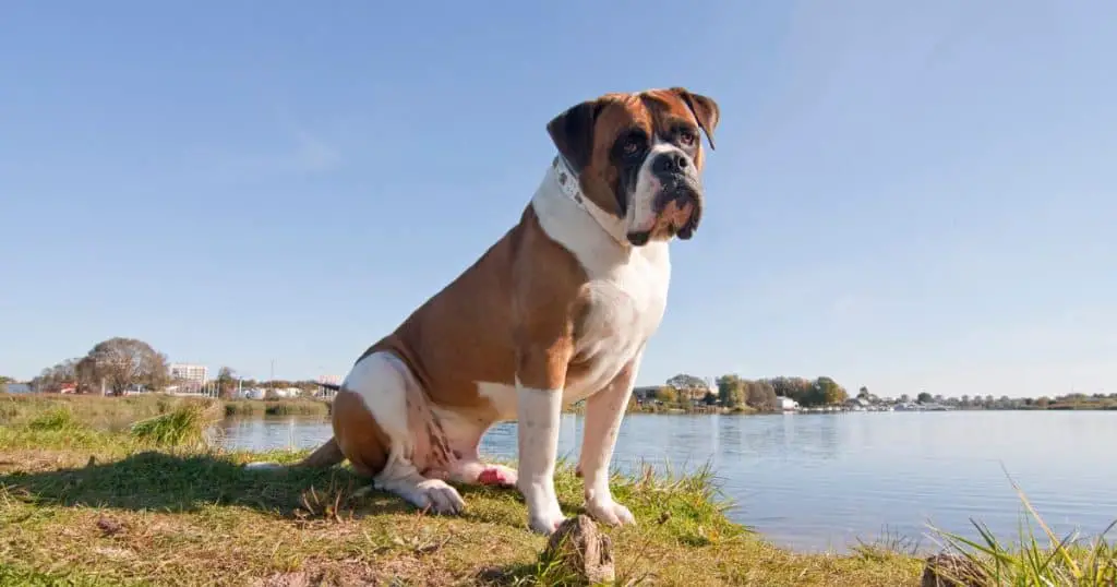 How to Keep Your American Bulldog Safe Around the Water