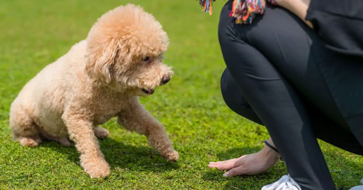 How to Train A Poodle Puppy – Best 10 Powerful Tips